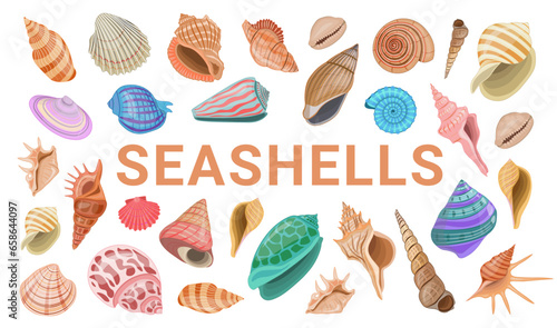 Vector cartoon banner template for sea theme of colorful seashells on white background.