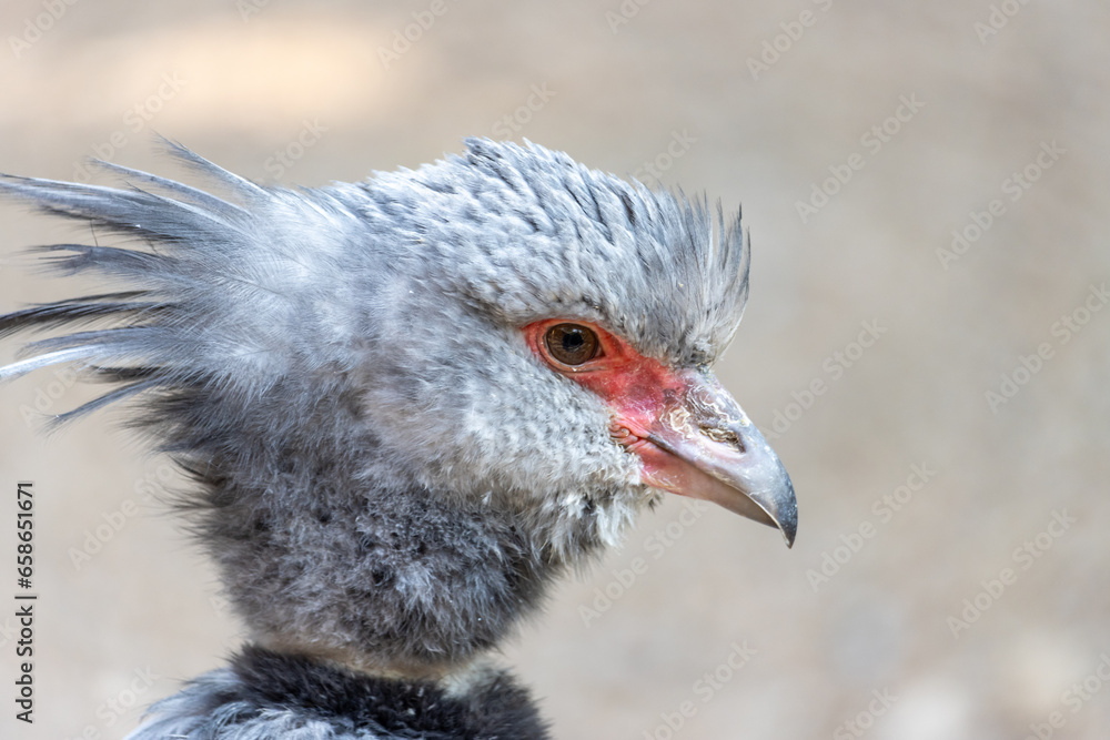 Obraz premium The southern screamer (Chauna torquata)