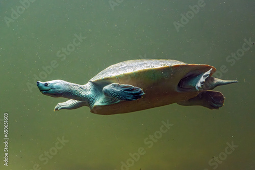 фотографія The northern river terrapin (Batagur baska) swims underwater