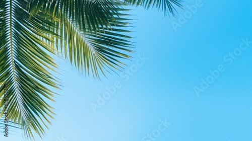 Closeup palm tree against blue sky with sun shine light 