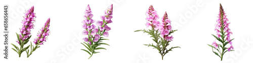 Obedient Plant Flower Hyperrealistic Highly Detailed Isolated On Transparent Background PNG File