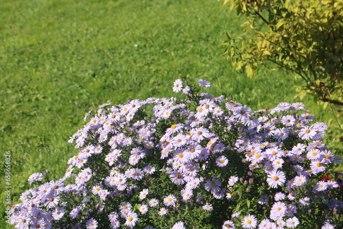 field of daisies 3