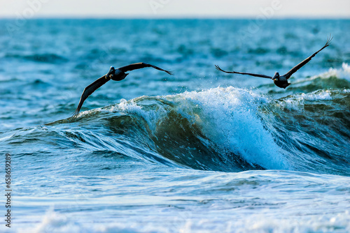 Two Brown Pelicans soaring just over the Waves photo