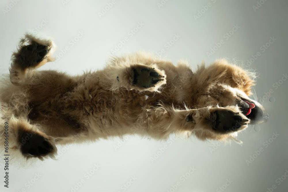 Obraz premium perspektive hund Do-Khyi