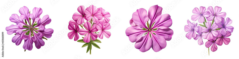 Phlox Flower Hyperrealistic Highly Detailed Isolated On Transparent Background PNG File