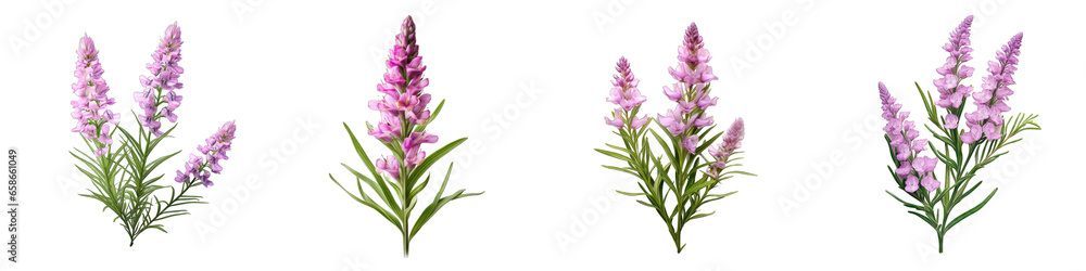 Physostegia Flower Hyperrealistic Highly Detailed Isolated On Transparent Background PNG File