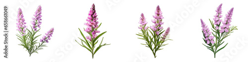 Physostegia Flower Hyperrealistic Highly Detailed Isolated On Transparent Background PNG File
