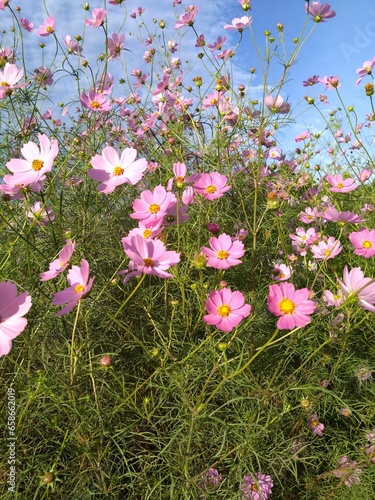 pink cosmos flowers