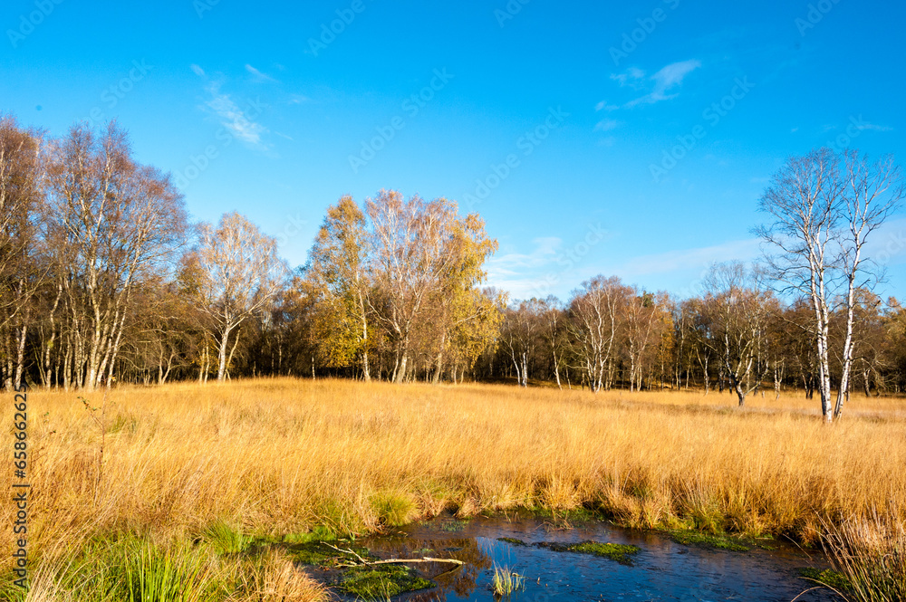 Herbstliche Stimmung in einem Moor mit Binsen und Birken