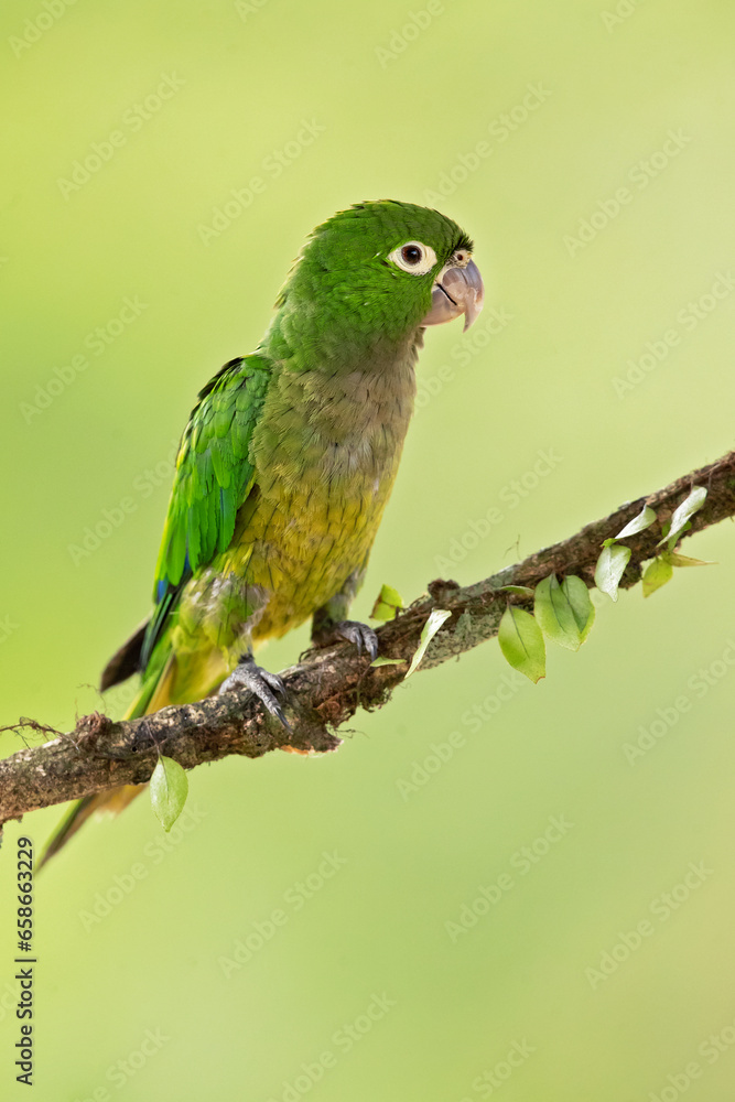 The olive-throated parakeet (Eupsittula nana), also known as the olive-throated conure in aviculture, is a species of bird in subfamily Arinae of the family Psittacidae