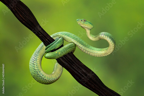Bothriechis lateralis is a venomous pit viper species found in the mountains of Costa Rica and western Panama. No subspecies are currently recognized photo