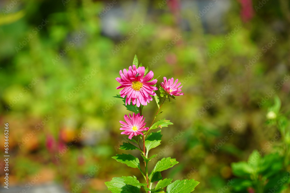 a beautifully colored fruit flower a beautifully colored fruit flower