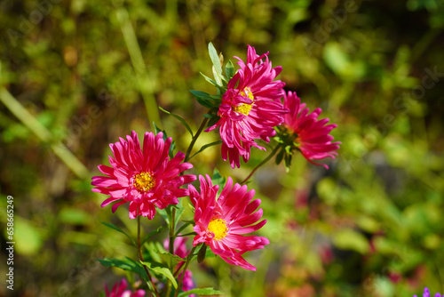a beautifully colored fruit flower