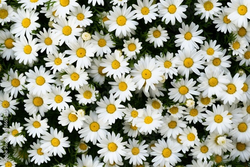Daisy Dreams  A Top-Down View of a Meadow Blanketed in Chamomile Flowers
