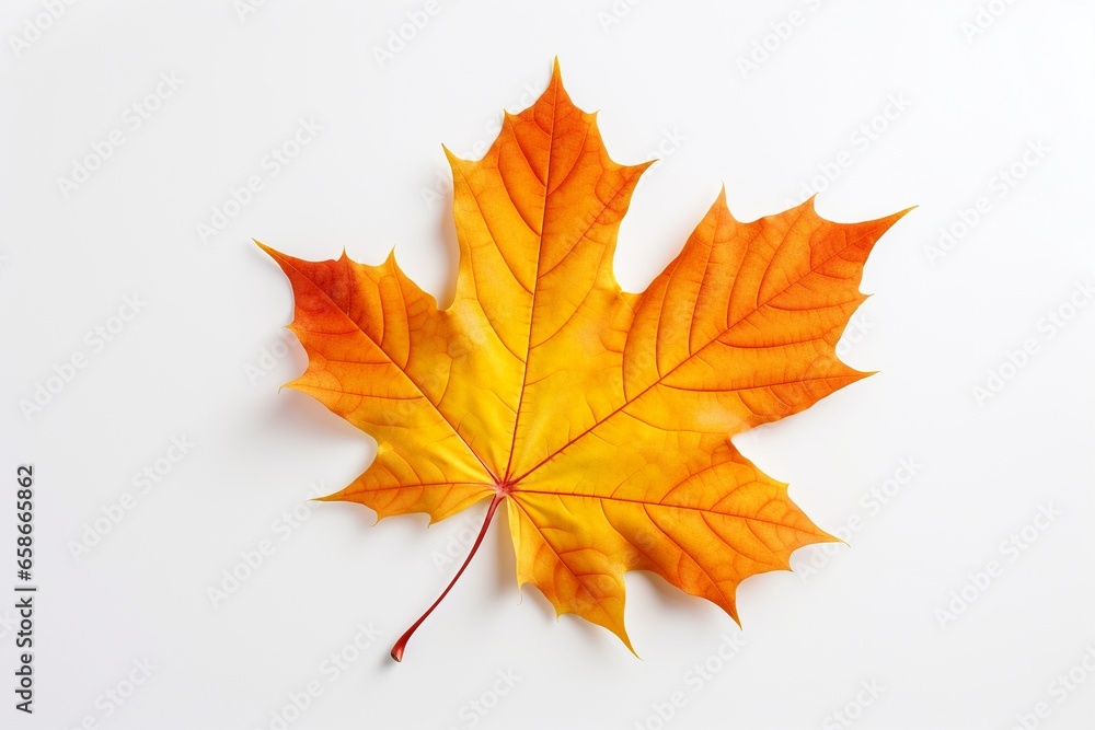 Vibrant Autumn Maple Leaf in Yellow, Orange, and Red Hues on White Background Vibrant Autumn Maple Leaf in Yellow, Orange, and Red Hues on White Background