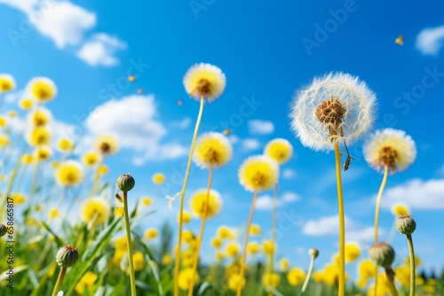 Captivating Dandelions  Yellow Blossoms in the Summer Meadow