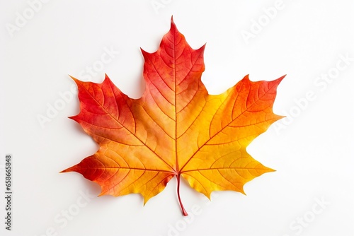 Vibrant Autumn Maple Leaf in Yellow  Orange  and Red Hues on White Background
