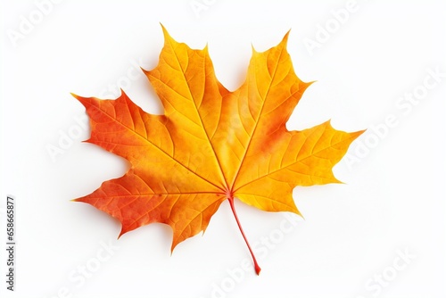 Vibrant Autumn Maple Leaf in Yellow, Orange, and Red Hues on White Background