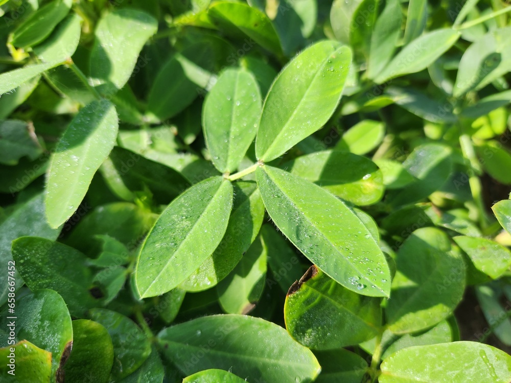 Vivid green ground peanut leaves, captured with selective focus, create a beautiful, natural background in this striking photo. Vivid green ground peanut leaves, captured with selective focus, create a beautiful, natural background in this striking photo.