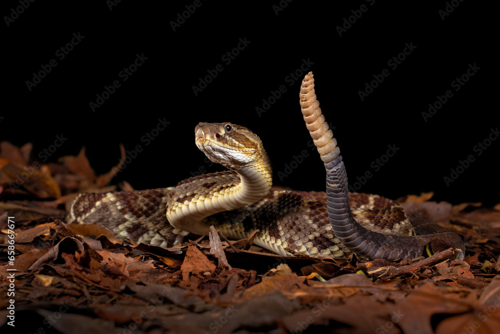 Fototapeta premium Crotalus simus is a venomous pit viper species found in Mexico and Central America. Middle American rattlesnake.
