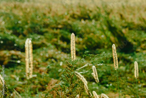 Kłos trawy tymotki łąkowej wczesnym, słonecznym rankiem. Kłoski pokrywają krople rosy, widać między nimi ziarna trawy.