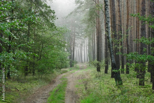 Wysoki sosnowy las. Między drzewami znajduje się kręta, leśna droga. Jest wczesny ranek, między drzewami unosi się mgła.
