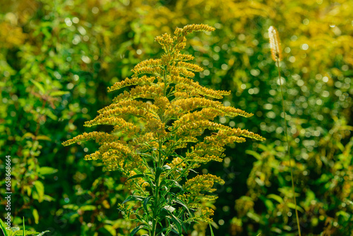 Dzika roślina nawłoć kanadyjska kwitnąca na łące. Roślina inwazyjna powszechnie występująca w Europie. © boguslavus
