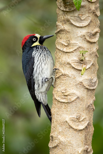 The acorn woodpecker (Melanerpes formicivorus) is a medium-sized woodpecker photo