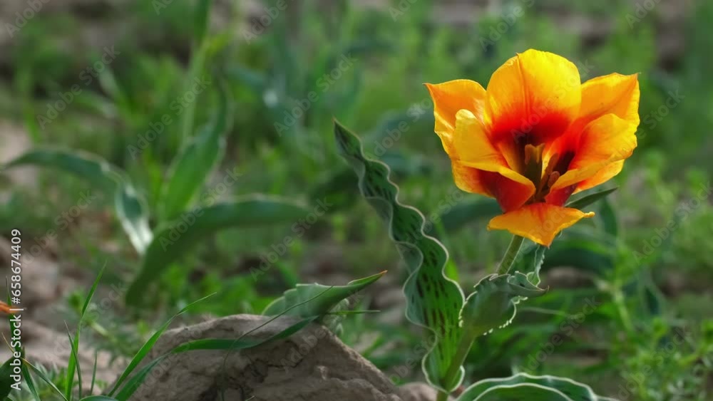 Wild Red Data Book tulips Greig in the fields of Kazakhstan. Spring flowers under the rays of sunlight. Beautiful landscape of nature. Hi spring. Beautiful flowers on a green meadow. Wild Red Data Book tulips Greig in the fields of Kazakhstan. Spring flowers under the rays of sunlight. Beautiful landscape of nature. Hi spring. Beautiful flowers on a green meadow.