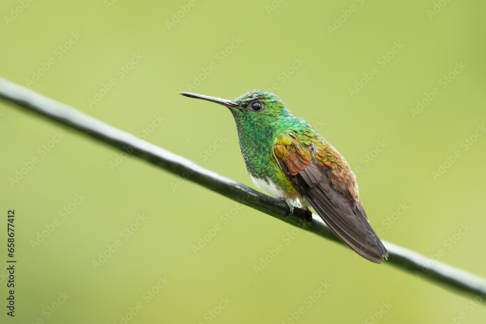 The snowy-bellied hummingbird (Saucerottia edward), also known as snowy-breasted hummingbird, is a species of hummingbird in the The snowy-bellied hummingbird (Saucerottia edward), also known as snowy-breasted hummingbird, is a species of hummingbird in the