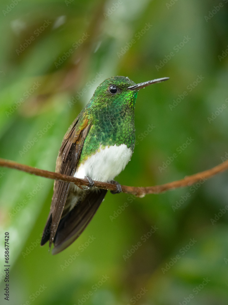 The snowy-bellied hummingbird (Saucerottia edward), also known as snowy-breasted hummingbird, is a species of hummingbird in the 