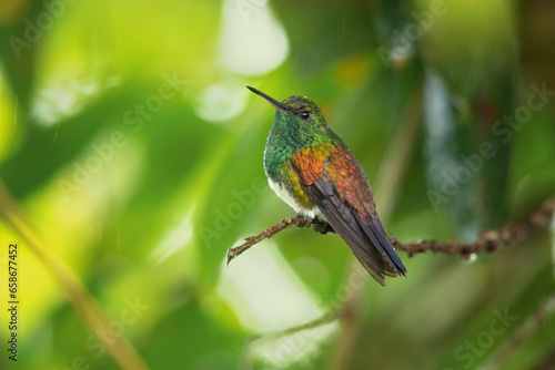 The snowy-bellied hummingbird (Saucerottia edward), also known as snowy-breasted hummingbird, is a species of hummingbird in the "emeralds", tribe Trochilini of subfamily Trochilinae. 