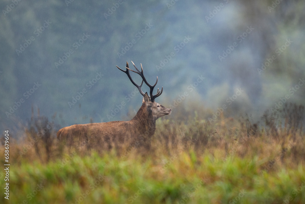 Deer male buck ( Cervus elaphus ) during rut