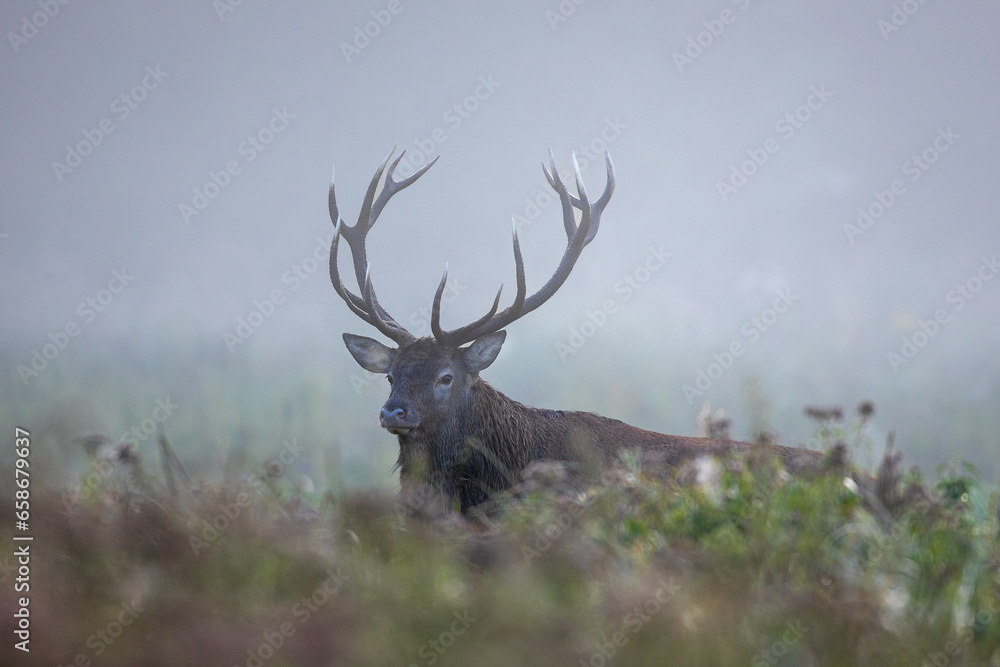 Deer male buck ( Cervus elaphus ) during rut Deer male buck ( Cervus elaphus ) during rut