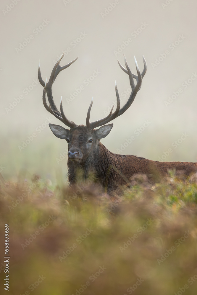 Deer male buck ( Cervus elaphus ) during rut Deer male buck ( Cervus elaphus ) during rut