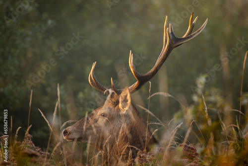 Deer male buck   Cervus elaphus   during rut