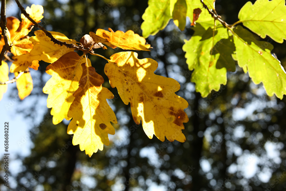 close of of bright yellow autumn oak leaves in the sunshine close of of bright yellow autumn oak leaves in the sunshine
