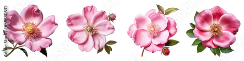 Wild Rose Flower Hyperrealistic Highly Detailed Isolated On Transparent Background PNG File