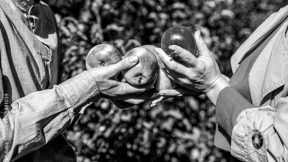 Man and woman hand pick ripe apple. Man giving girl apples from hands to hands in garden closeup. Handmade collecting fruits. Farmers hand freshly harvested apples. Black and white