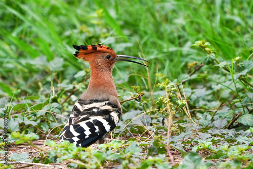 A woodpecker is walking in search of food. © nopwaratch