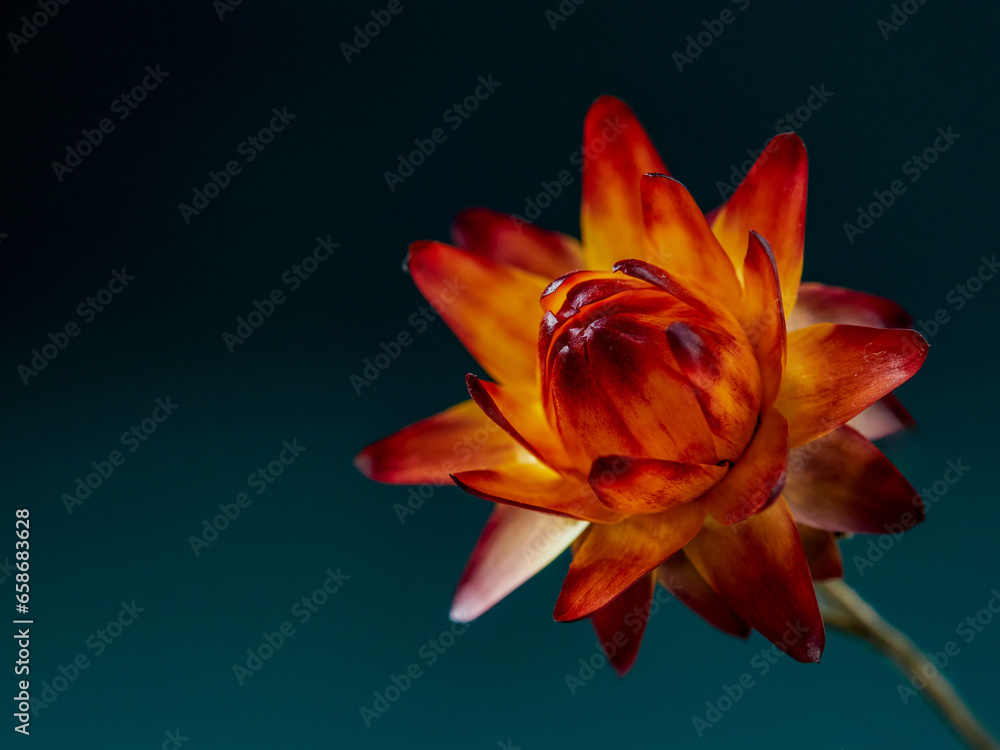 Set with beautiful dry flowers on a black background Set with beautiful dry flowers on a black background