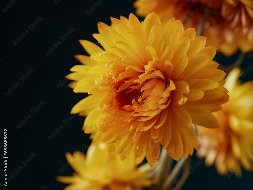 Obraz premium Set with beautiful dry flowers on a black background