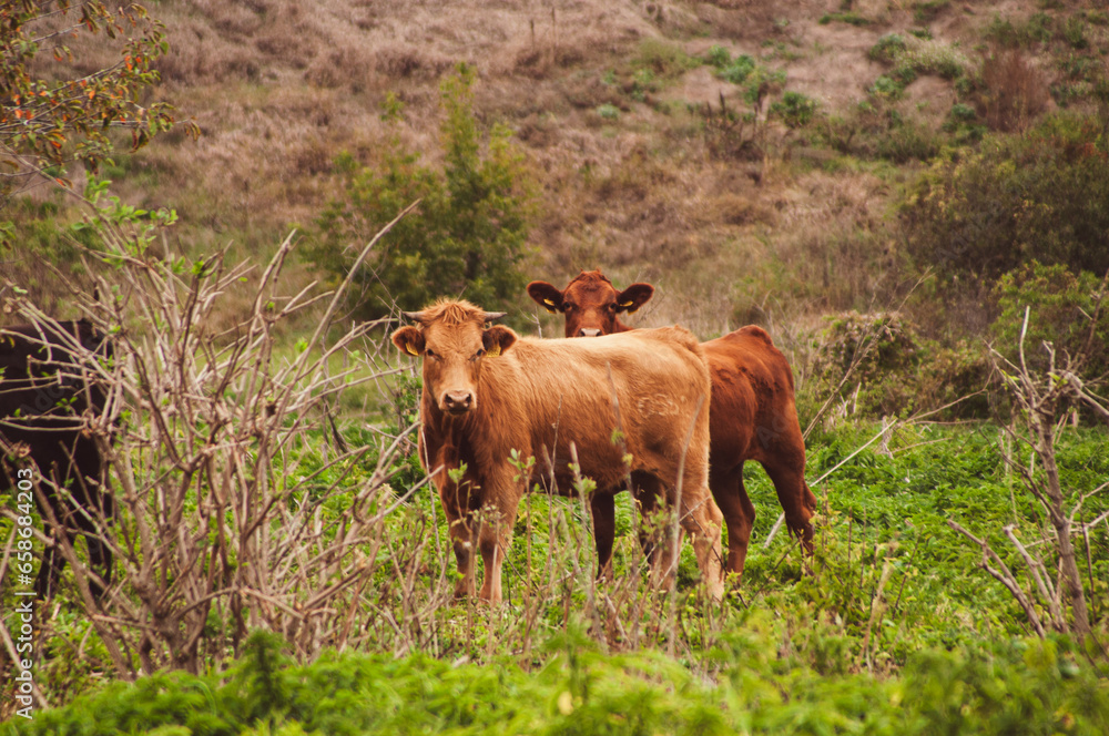 Two red cows (calves) on an autumn pasture are looking at the camera