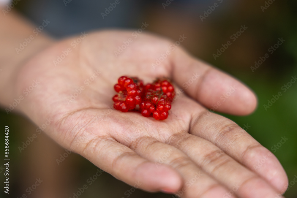 Close up of red berries in a girl's hand Close up of red berries in a girl's hand