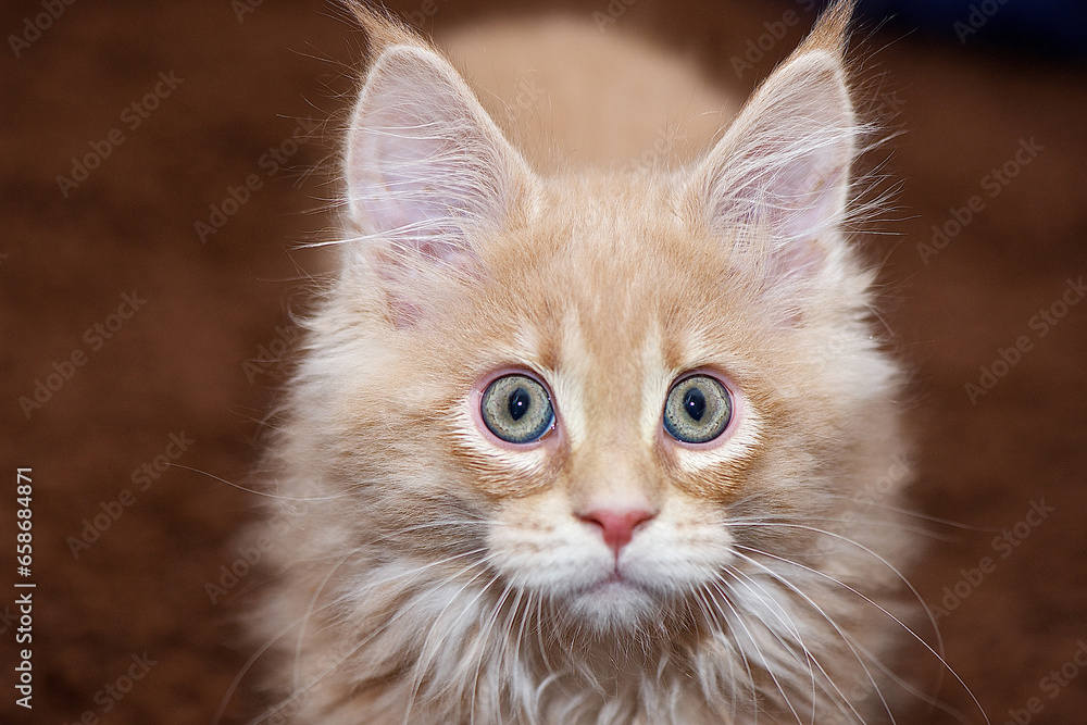 Small red Maine Coon kitten sitting on the carpet
