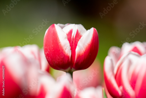 赤いチューリップ