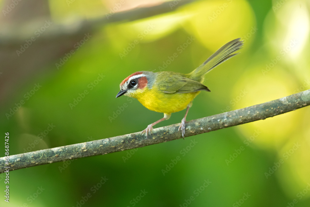 Rufous-capped warbler (Basileuterus rufifrons) is a New World warbler native from Mexico south to Guatemala Rufous-capped warbler (Basileuterus rufifrons) is a New World warbler native from Mexico south to Guatemala