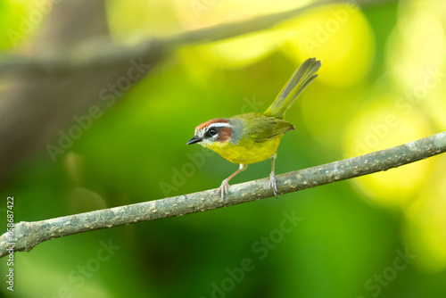 Rufous-capped warbler (Basileuterus rufifrons) is a New World warbler native from Mexico south to Guatemala