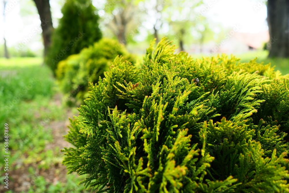 Sheared thuja on the lawn. Shaping the crown of thuja. Garden and park. Floriculture and horticulture. Landscaping of urban and rural areas. Yellow-green leaves and needles of coniferous plant
