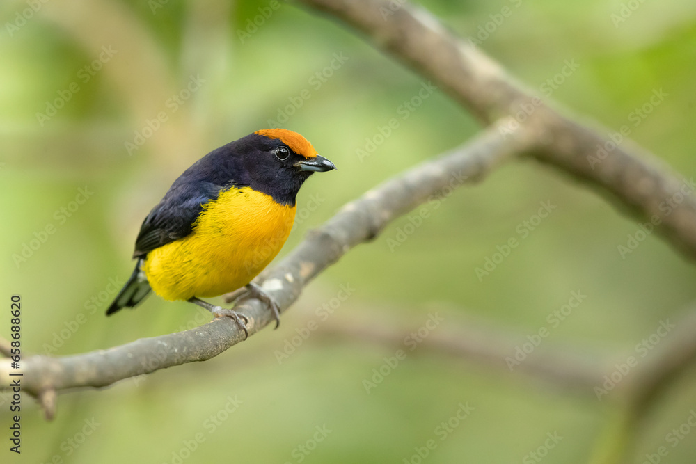Obraz premium The tawny-capped euphonia (Euphonia anneae) is a species of bird in the family Fringillidae. It is found in Colombia, Costa Rica, and Panama.
